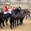 Horses In London