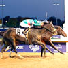 Zenyatta; A Mare’s Heart to Win