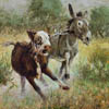 When Bull Headed Meets Burro Stubborn