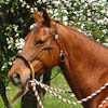 Introduce the Hackamore to Your Horse